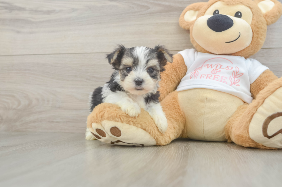 5 week old Morkie Puppy For Sale - Premier Pups