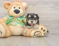 8 week old Morkie Puppy For Sale - Premier Pups