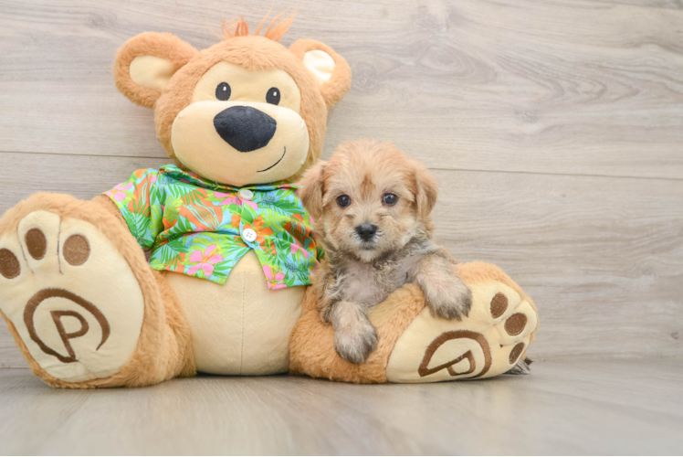 Morkie Pup Being Cute