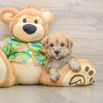 Morkie Pup Being Cute