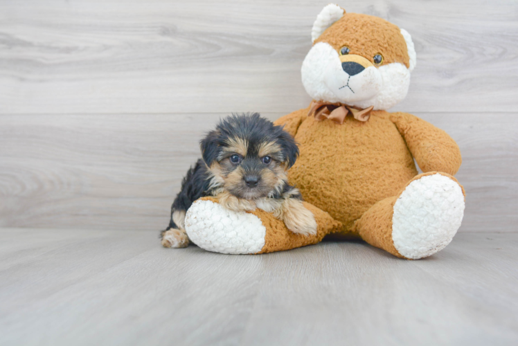 Morkie Pup Being Cute