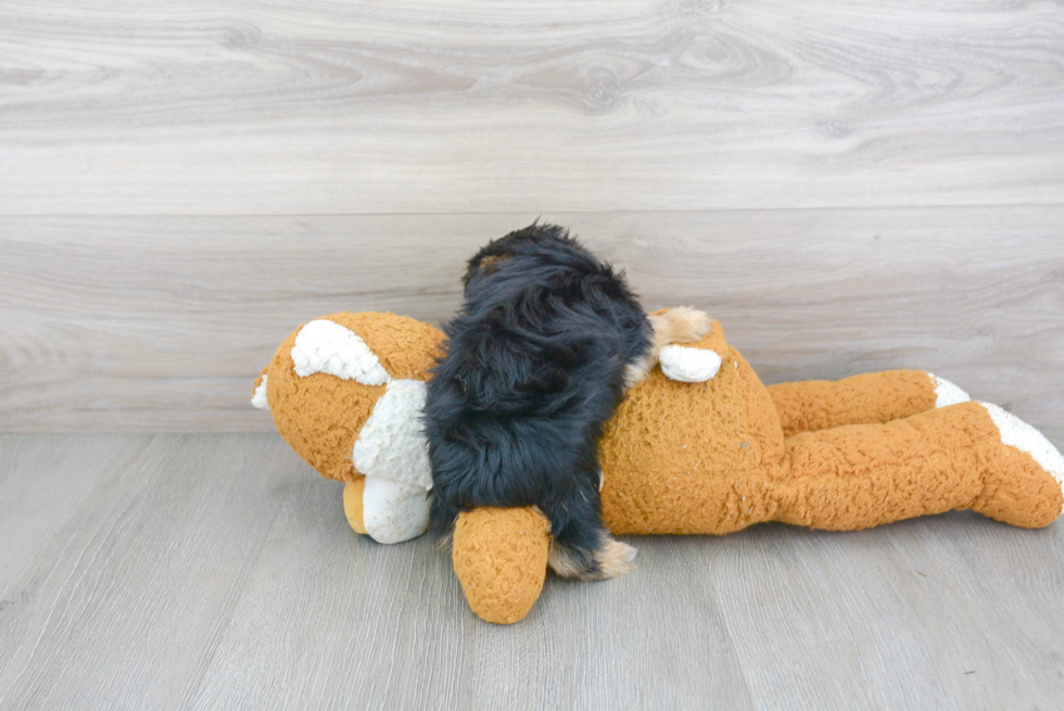 Playful Yorkie Designer Puppy