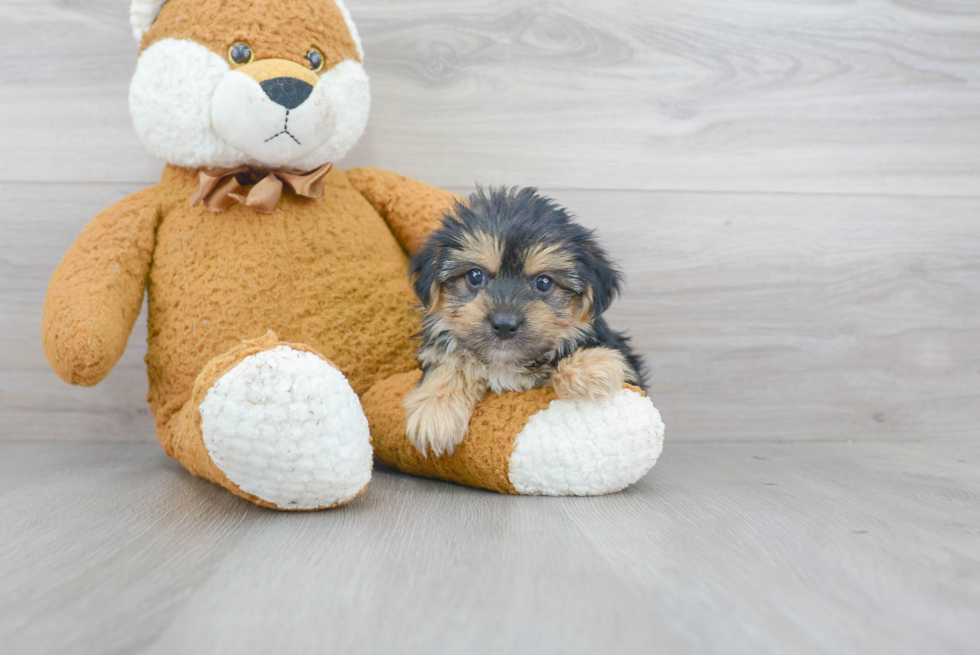 Morkie Pup Being Cute