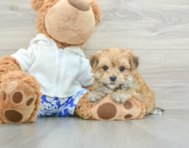 6 week old Morkie Puppy For Sale - Premier Pups