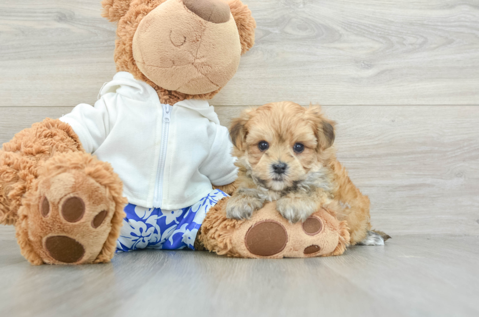 5 week old Morkie Puppy For Sale - Premier Pups