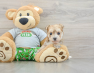 5 week old Morkie Puppy For Sale - Premier Pups