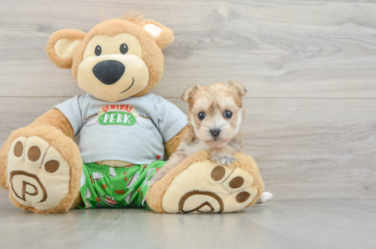 Morkie Pup Being Cute