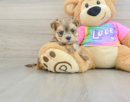 5 week old Morkie Puppy For Sale - Premier Pups