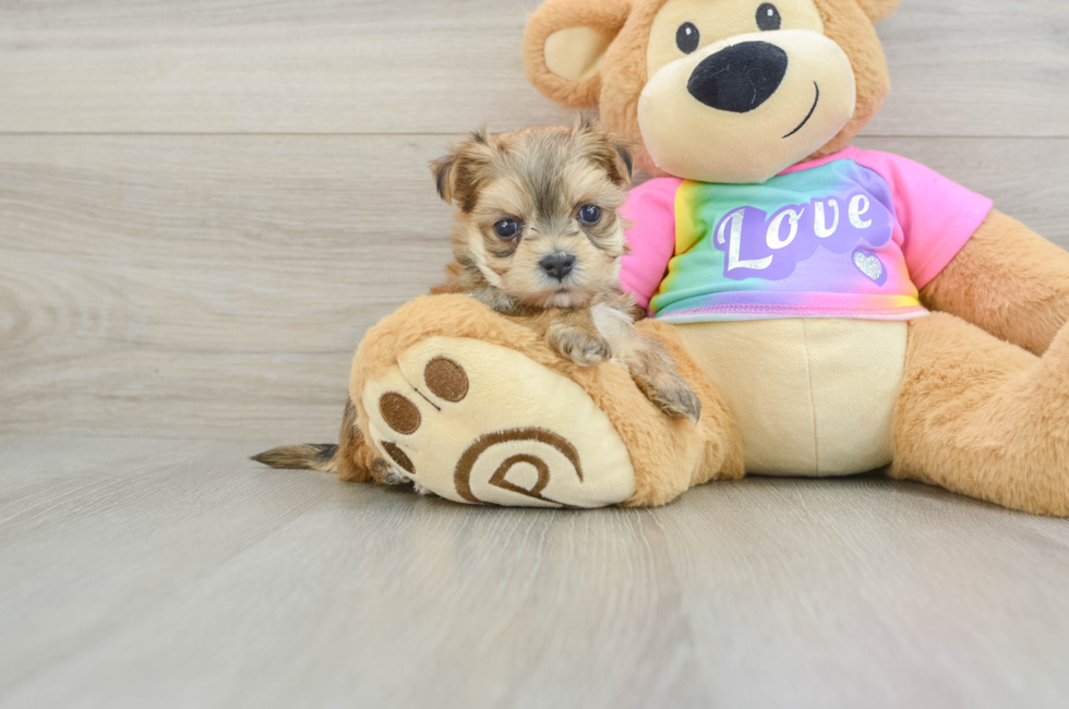 5 week old Morkie Puppy For Sale - Premier Pups