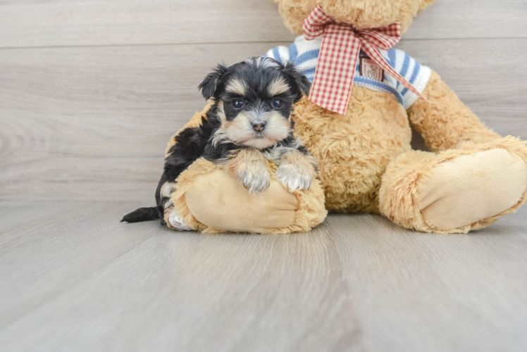 Morkie Puppy for Adoption