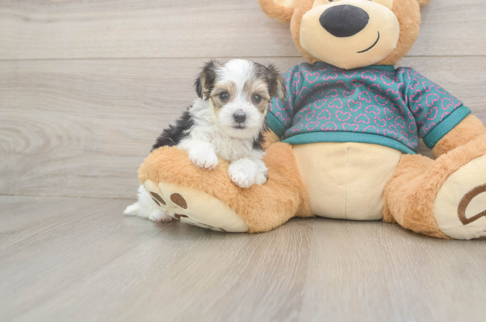5 week old Morkie Puppy For Sale - Premier Pups