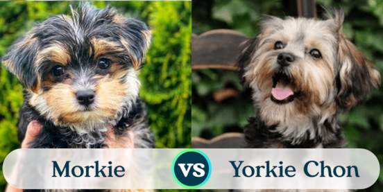 Morkie vs Yorkie Chon Comparison