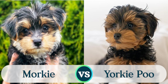 Morkie vs Yorkie Poo Comparison