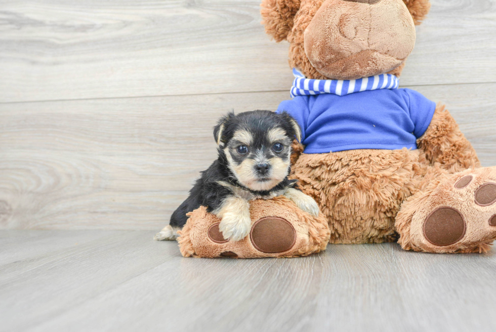 Smart Morkie Designer Pup