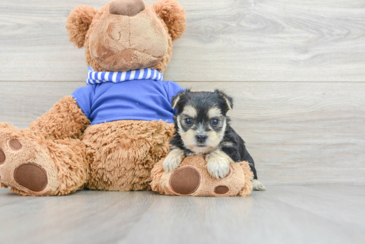Funny Morkie Designer Pup