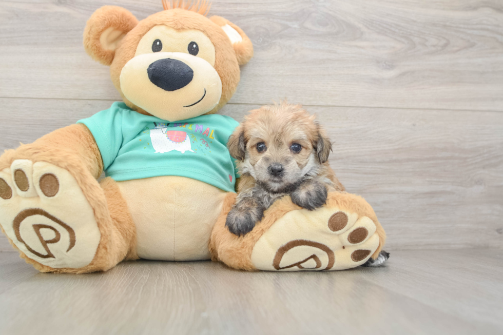 Morkie Pup Being Cute