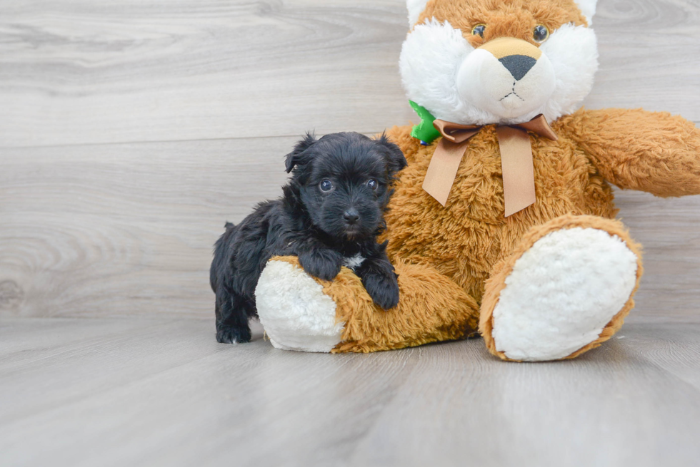 Morkie Puppy for Adoption