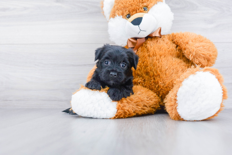 Friendly Morkie Baby