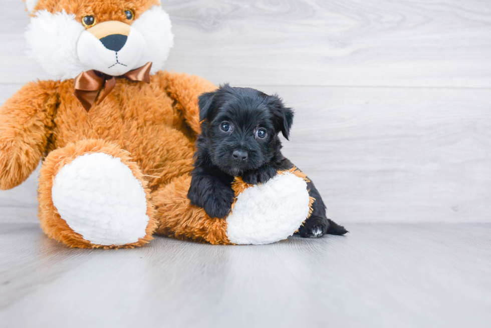 Morkie Pup Being Cute