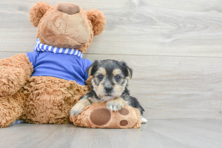 Morkie Pup Being Cute