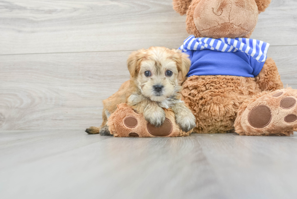 Happy Morkie Baby