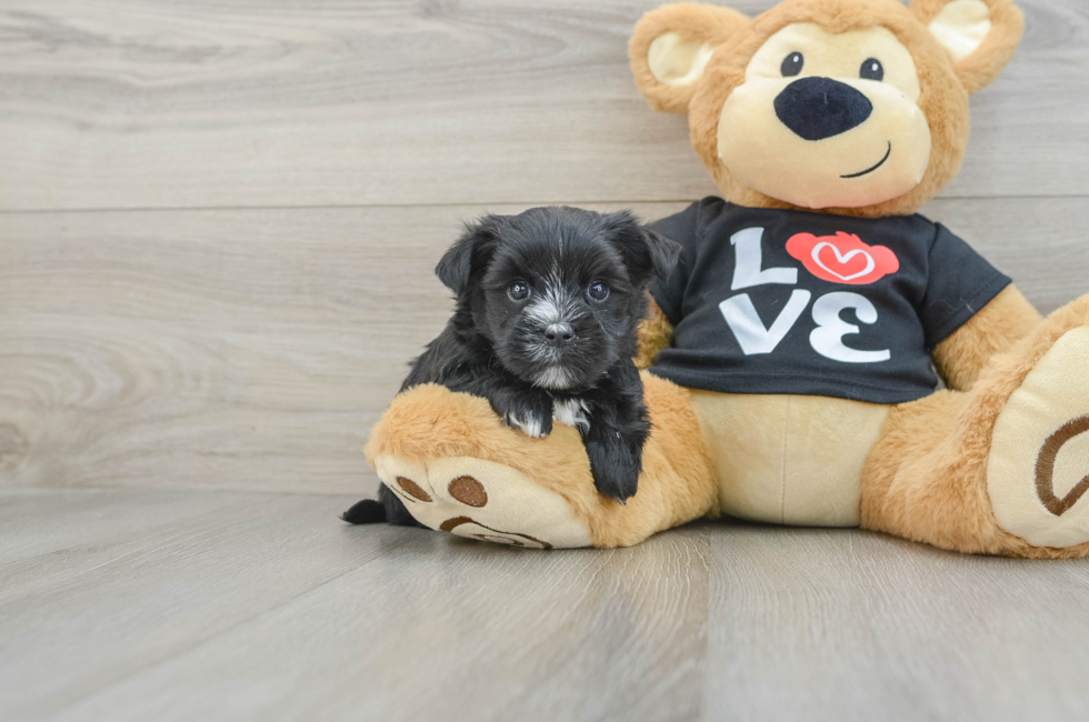 5 week old Morkie Puppy For Sale - Premier Pups