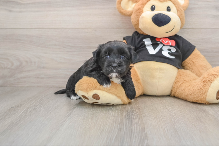 Morkie Puppy for Adoption