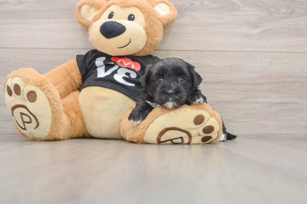 Hypoallergenic Maltese Yorkie Mix Designer Puppy