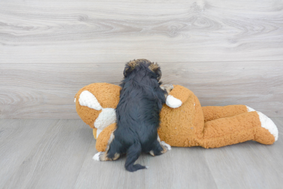 Morkie Pup Being Cute