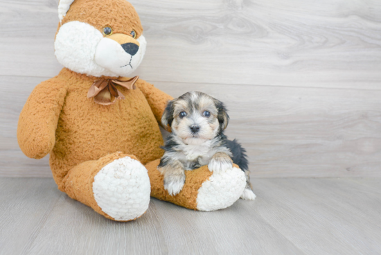 Playful Yorkie Designer Puppy