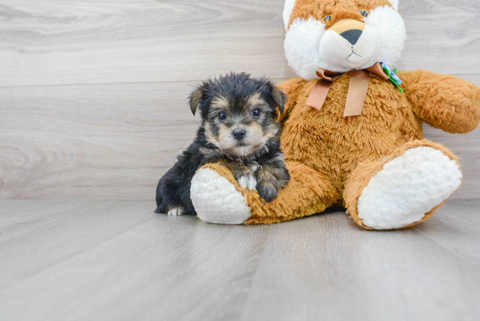 Hypoallergenic Yorkie Designer Puppy