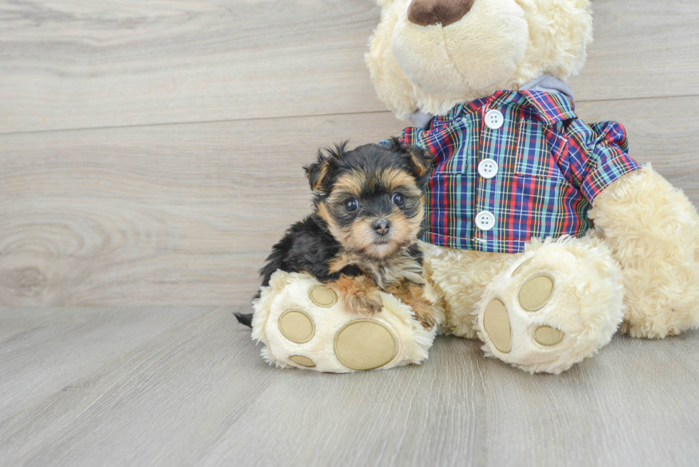 Best Morkie Baby