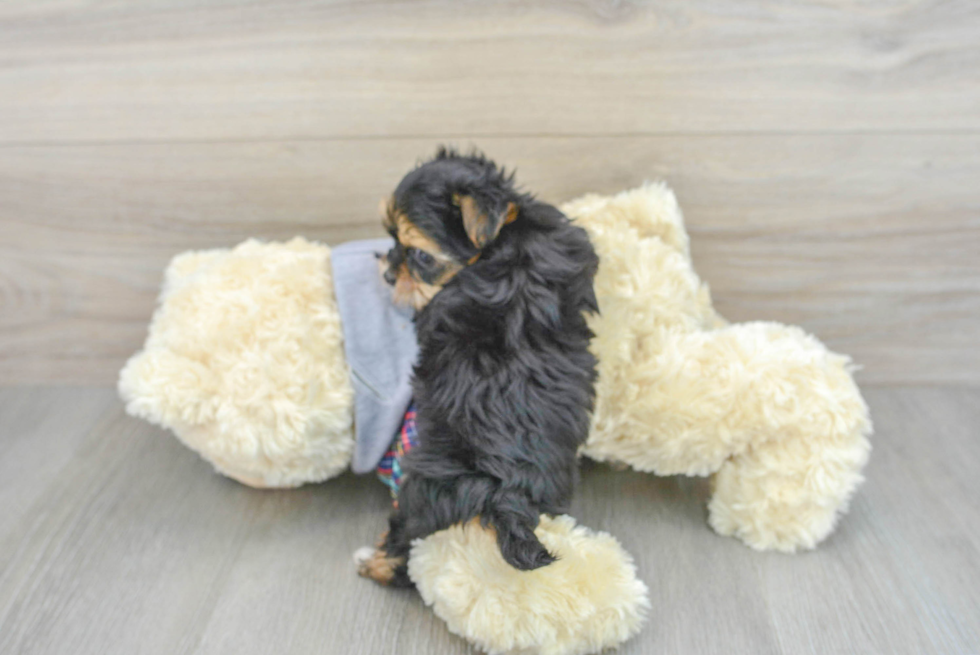 Small Morkie Baby
