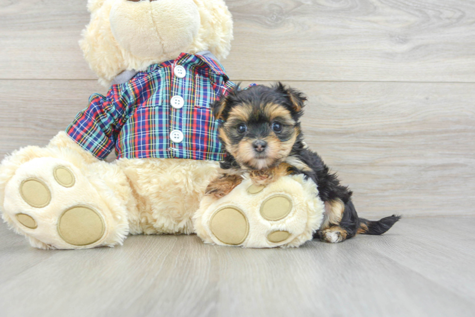 Morkie Puppy for Adoption