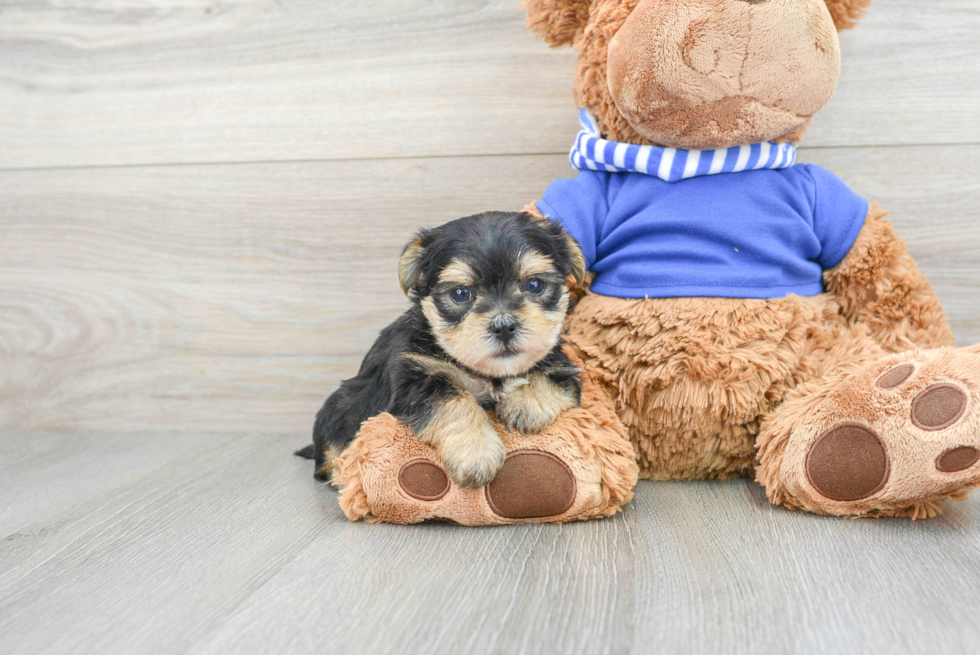 Best Morkie Baby