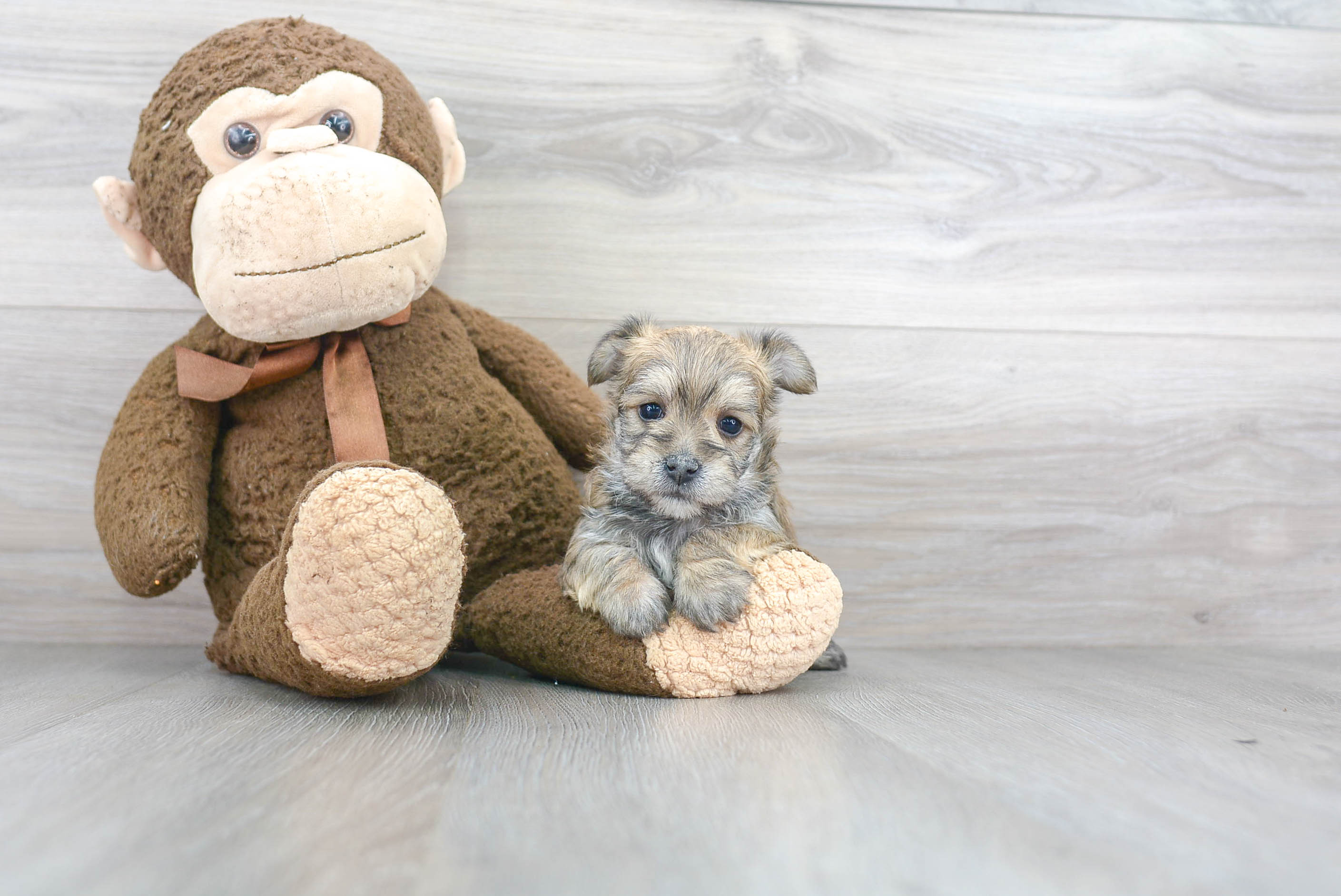 Small Morkie Baby