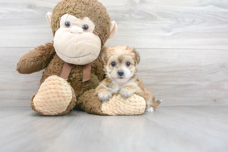 Morkie Pup Being Cute