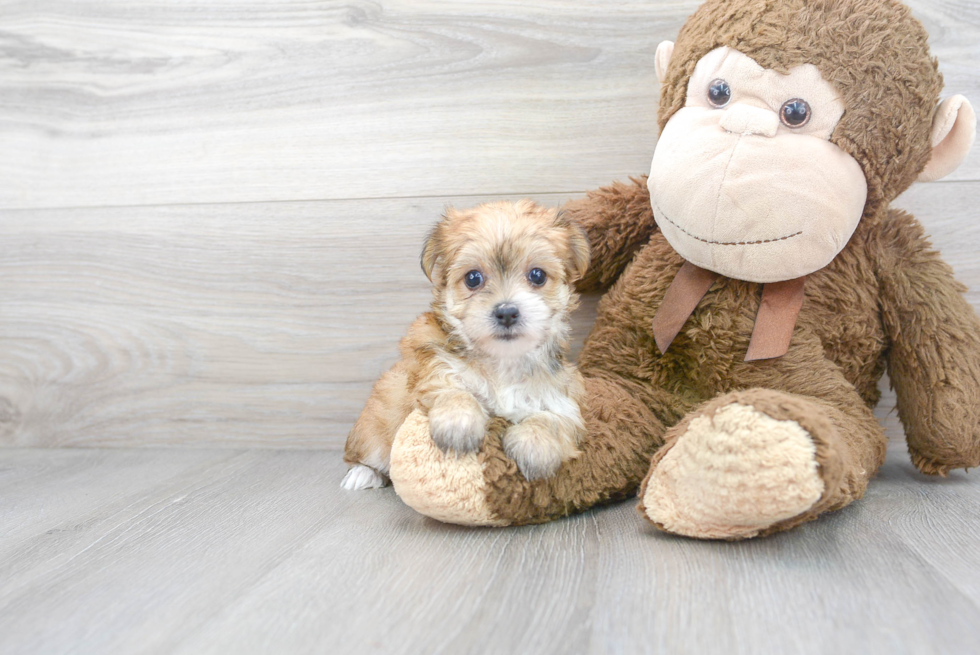 Cute Morkie Designer Pup