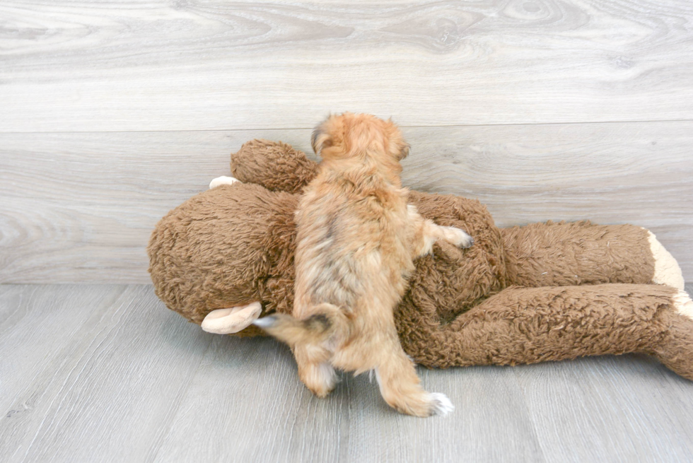 Morkie Puppy for Adoption