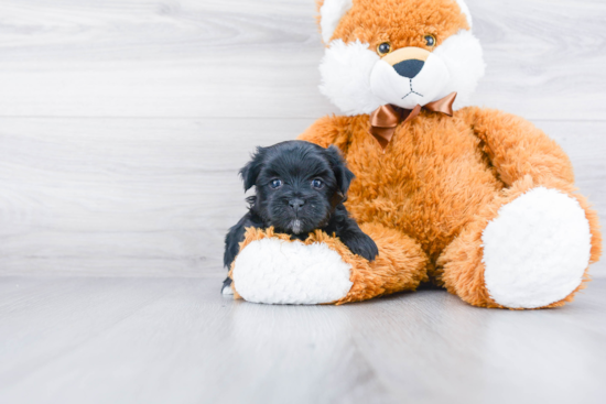 Morkie Pup Being Cute