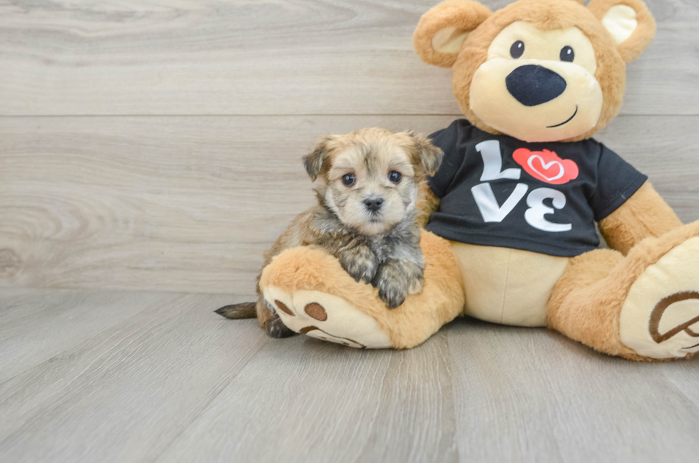 5 week old Morkie Puppy For Sale - Premier Pups