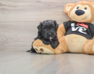 5 week old Morkie Puppy For Sale - Premier Pups