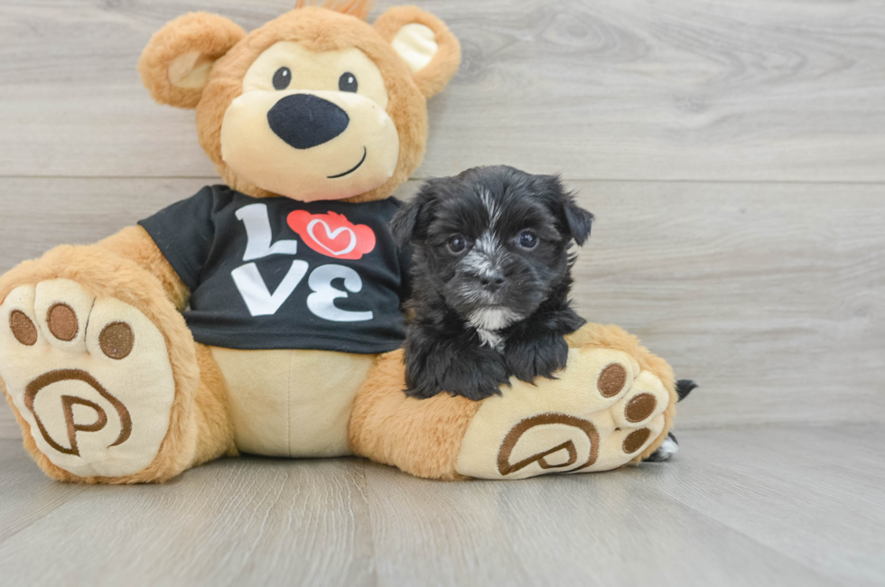 5 week old Morkie Puppy For Sale - Premier Pups