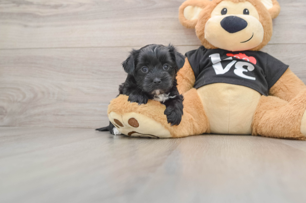 Little Yortese Designer Puppy