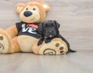 5 week old Morkie Puppy For Sale - Premier Pups