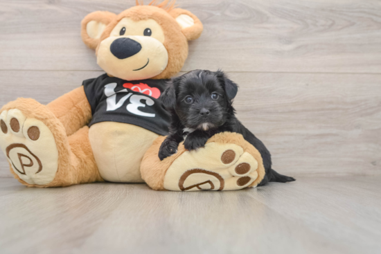 Adorable Malki Designer Puppy