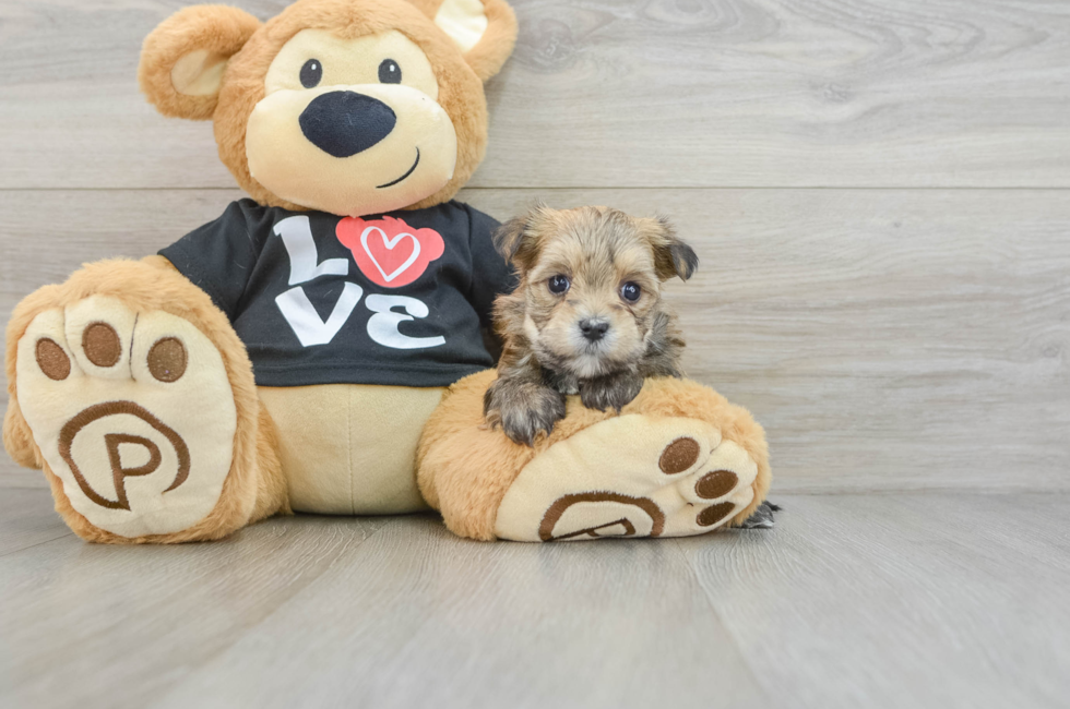 5 week old Morkie Puppy For Sale - Premier Pups