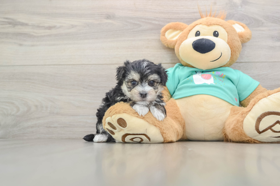 Popular Morkie Designer Pup