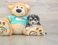 7 week old Morkie Puppy For Sale - Premier Pups