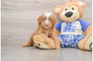 Mini Bernedoodle Puppy for Adoption
